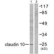 Claudin 10 (CLDN10) Antibody