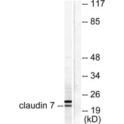 Western blot analysis of extracts from 293 cells, using Claudin 7 antibody (abx013041).