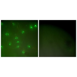 Cyclin A (CCNA) Antibody