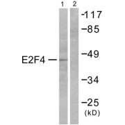 Western blot analysis of extracts from COS7 cells, using E2F4 antibody. The lane on the right is blocked with the synthesized peptide.