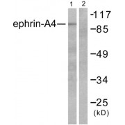 Western blot analysis of extracts from HepG2 cells, using Ephrin-A4 antibody (abx013067).