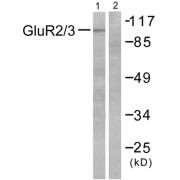 Western blot analysis of extracts from mouse brain, using GluR2/3 antibody (abx013091).