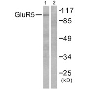 Western blot analysis of extracts from mouse brain, using GluR5 antibody (abx013093).