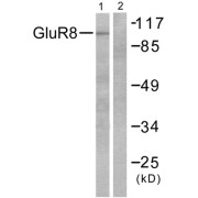 Western blot analysis of extracts from mouse brain, using GluR8 antibody (abx013096).