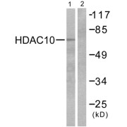 Western blot analysis of extracts from COS7 cells, using HDAC10 antibody (abx013104).