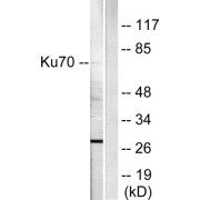 Western blot analysis of extracts from HepG2 cells, using Ku70 antibody (abx013132).The lane on the right is treated with synthetic peptide.