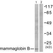 Western blot analysis of extracts from HepG2 cells, using Mammaglobin B antibody (abx013134).