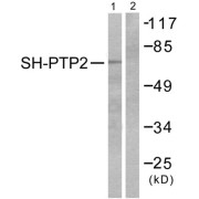 Western blot analysis of extracts from COS7 cells, using SH-PTP2 antibody (abx013192).