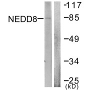 Western blot analysis of extracts from Jurkat cells, using NEDD8 antibody.