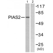 Western blot analysis of extracts from COS7 cells, using PIAS2 antibody.