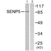 Western blot analysis of extracts from COS7 cells, using SENP5 antibody.