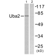 Western blot analysis of extracts from 293 cells, treated with UV (5mins), using Uba2 antibody.