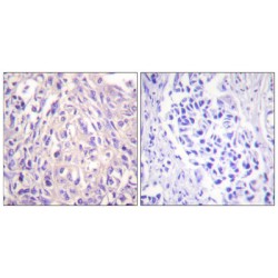 Ubiquitin-Activating Enzyme 7 (UBA7) Antibody