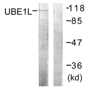 Western blot analysis of extracts from HeLa cells, using UBE1L antibody.