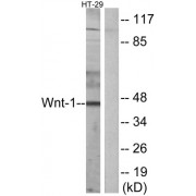 Western blot analysis of extracts from HT-29 cells, using WNT1 antibody.