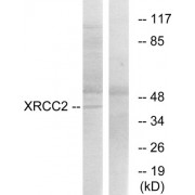 Western blot analysis of extracts from 293cells, using XRCC2 antibody.