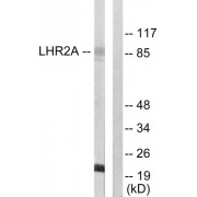 Western blot analysis of extracts from 293 cells, using LHR2A antibody.