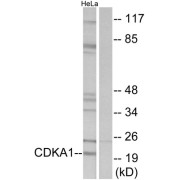 Western blot analysis of extracts from HeLa cells, using CDKA1antibody.