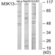 Western blot analysis of extracts from HeLa cells, HUVEC cells and HepG2 cells, using M3K13 antibody.