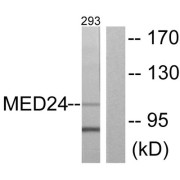 Western blot analysis of extracts from 293 cells, using MED24 antibody.