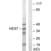 Western blot analysis of extracts from NIH-3T3 cells, using HES7 antibody.