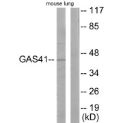 Western blot analysis of extracts from mouse lung cells, using GAS41 antibody.