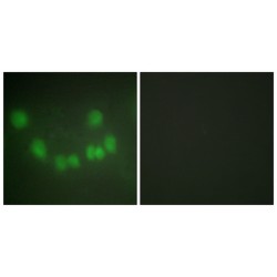 Cyclin-Dependent Kinase 1 (CDK1) Antibody