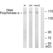 DNA Polymerase alpha Antibody