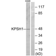 Western blot analysis of extracts from A549 cells, using KPSH1 antibody.