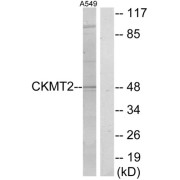 Western blot analysis of extracts from A549 cells, using CKMT2 antibody.