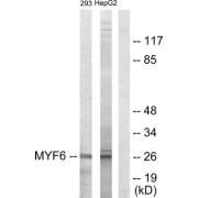 Western blot analysis of extracts from 293 cells and HepG2 cells, using MYF6 antibody.