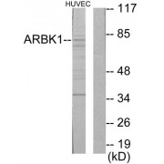 Western blot analysis of extracts from HuvEc cells, using ARBK1 antibody.