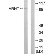 Western blot analysis of extracts from HepG2 cells, using ARNT antibody.