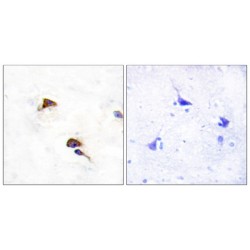 Peptidylprolyl Isomerase F / CYPF (PPIF) Antibody