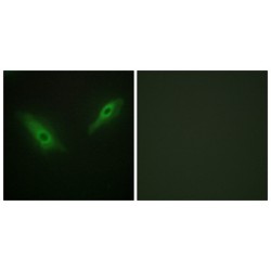 KPB1 / 2 Antibody