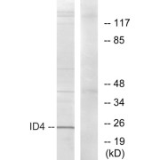 Western blot analysis of extracts from HepG2 cells, using ID4 antibody.