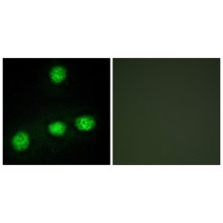 Dual Specificity Protein Kinase CLK1 (CLK1) Antibody