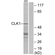 Western blot analysis of extracts from 293 cells, using CLK1 antibody.