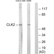 Western blot analysis of extracts from COLO205 cells and A549 cells, using CLK2 antibody.