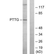 Western blot analysis of extracts from RAW264.7 cells, using PTTG antibody.