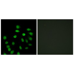 SCAN Domain Containing 1 (SCAND1) Antibody