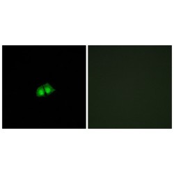 COP9 Signalosome Subunit 2 (COPS2) Antibody