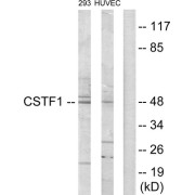 Western blot analysis of extracts from 293 cells and HUVEC cells, using CSTF1 antibody.