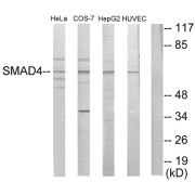 Western blot analysis of extracts from HeLa cells, COS-7 cells, HepG2 cells and HUVEC cells, using Smad4 antibody.