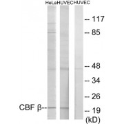Western blot analysis of extracts from HeLa cells and HUVEC cells, using CBF beta antibody.