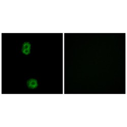 K0100 Antibody