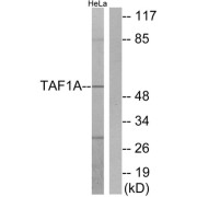 Western blot analysis of extracts from HeLa cells, using TAF1A antibody.