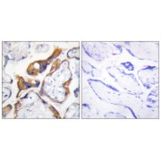 Immunohistochemistry analysis of paraffin-embedded human placenta tissue, using PHLA2 antibody.