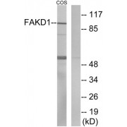 Western blot analysis of extracts from COS-7 cells, using FAKD1 antibody.