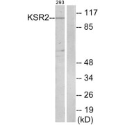 Western blot analysis of extracts from 293 cells, using KSR2 antibody.